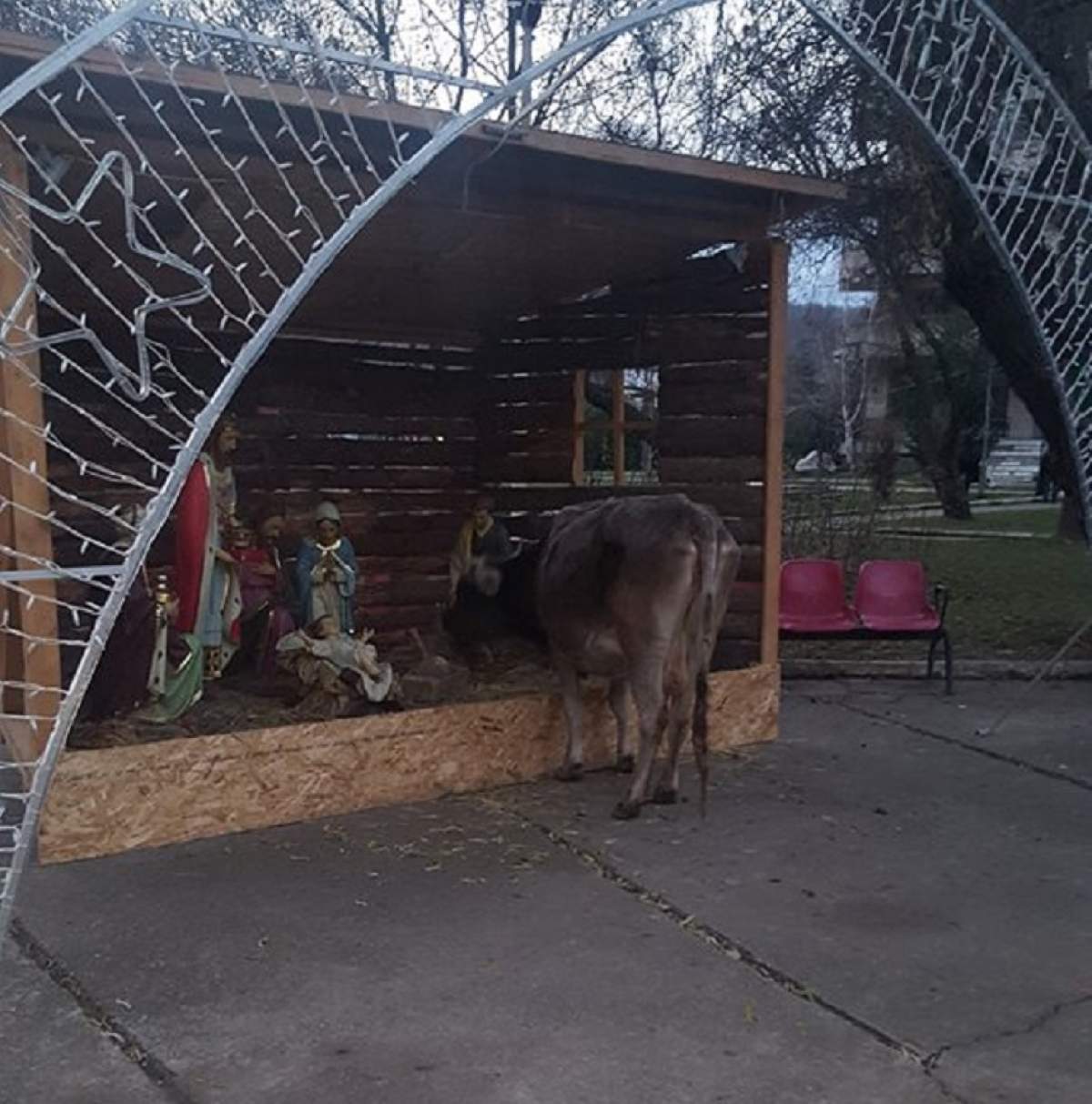 FOTO / O vacă locală din Moreni o mâncat scena cu nașterea Domnului