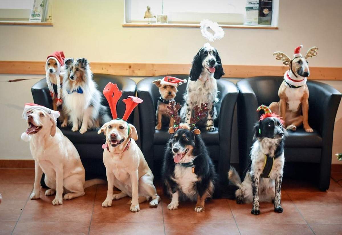 FOTO & VIDEO / Cine a spus că sărbătorile nu sunt şi pentru patrupezi? Iată cei mai dichisiţi câini