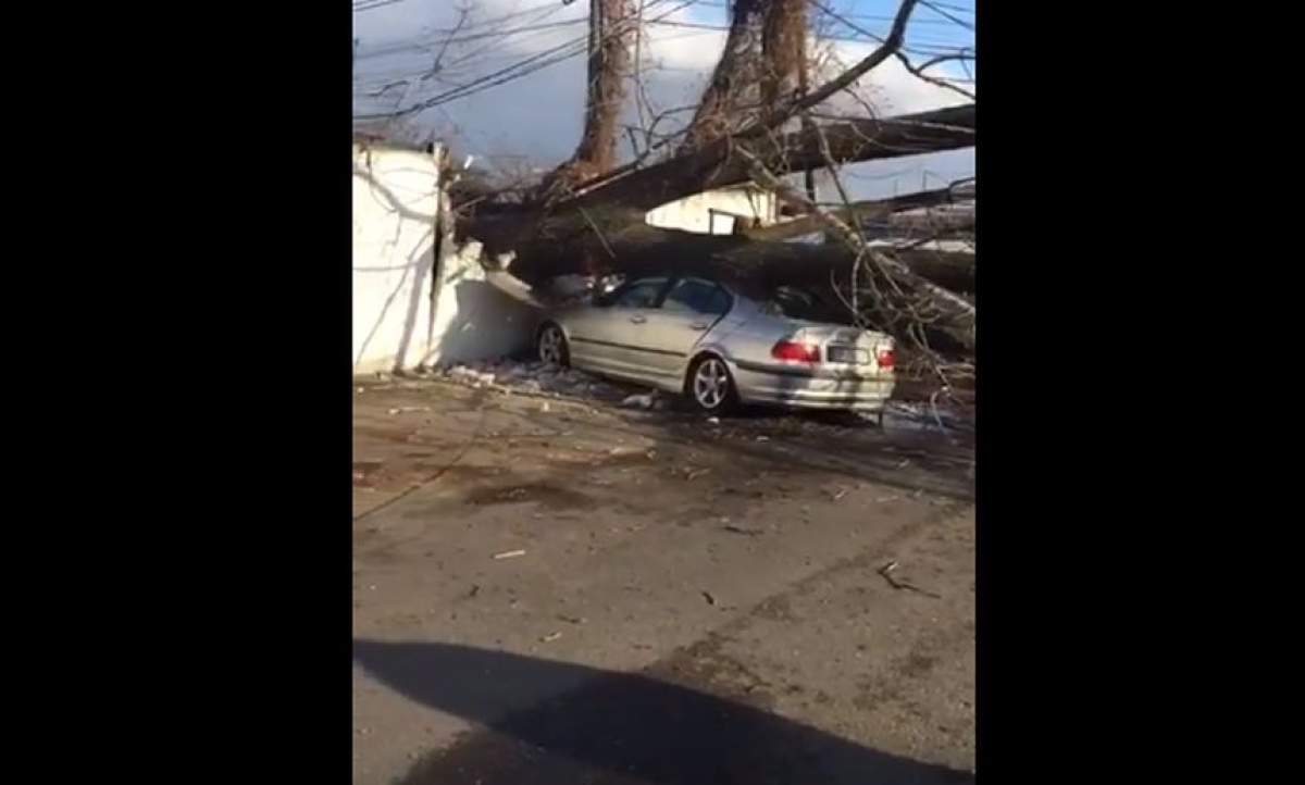 VIDEO / Dorel a dat o nouă lovitură. Cinci mașini au fost distruse de un copac tăiat greșit