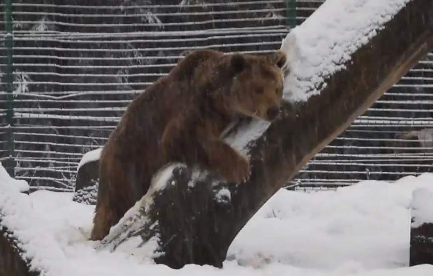 VIDEO / Un urs care a fost captiv timp de 20 de ani vede zăpadă pentru prima oară. Ce urmează este viral