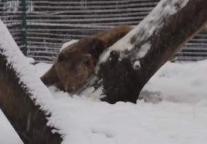 VIDEO / Un urs care a fost captiv timp de 20 de ani vede zăpadă pentru prima oară. Ce urmează este viral