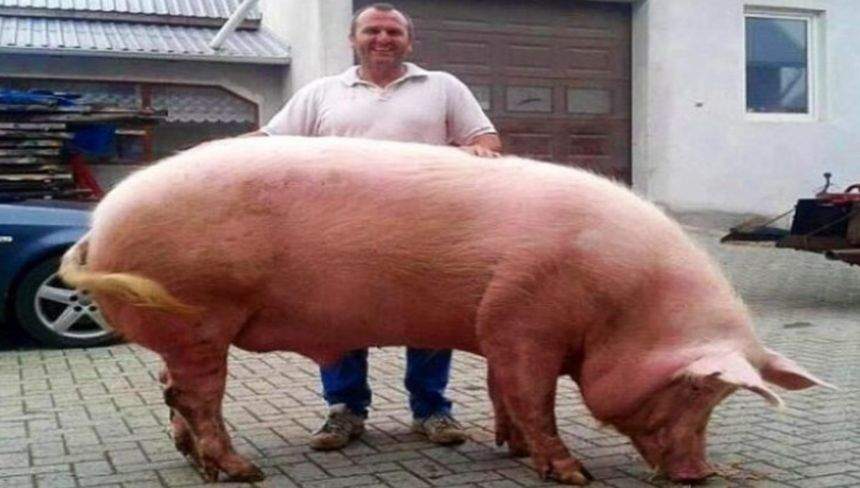 El este purcelul mutant. Se întâmplă în România. Cum arată Giorgio şi câte kilograme are