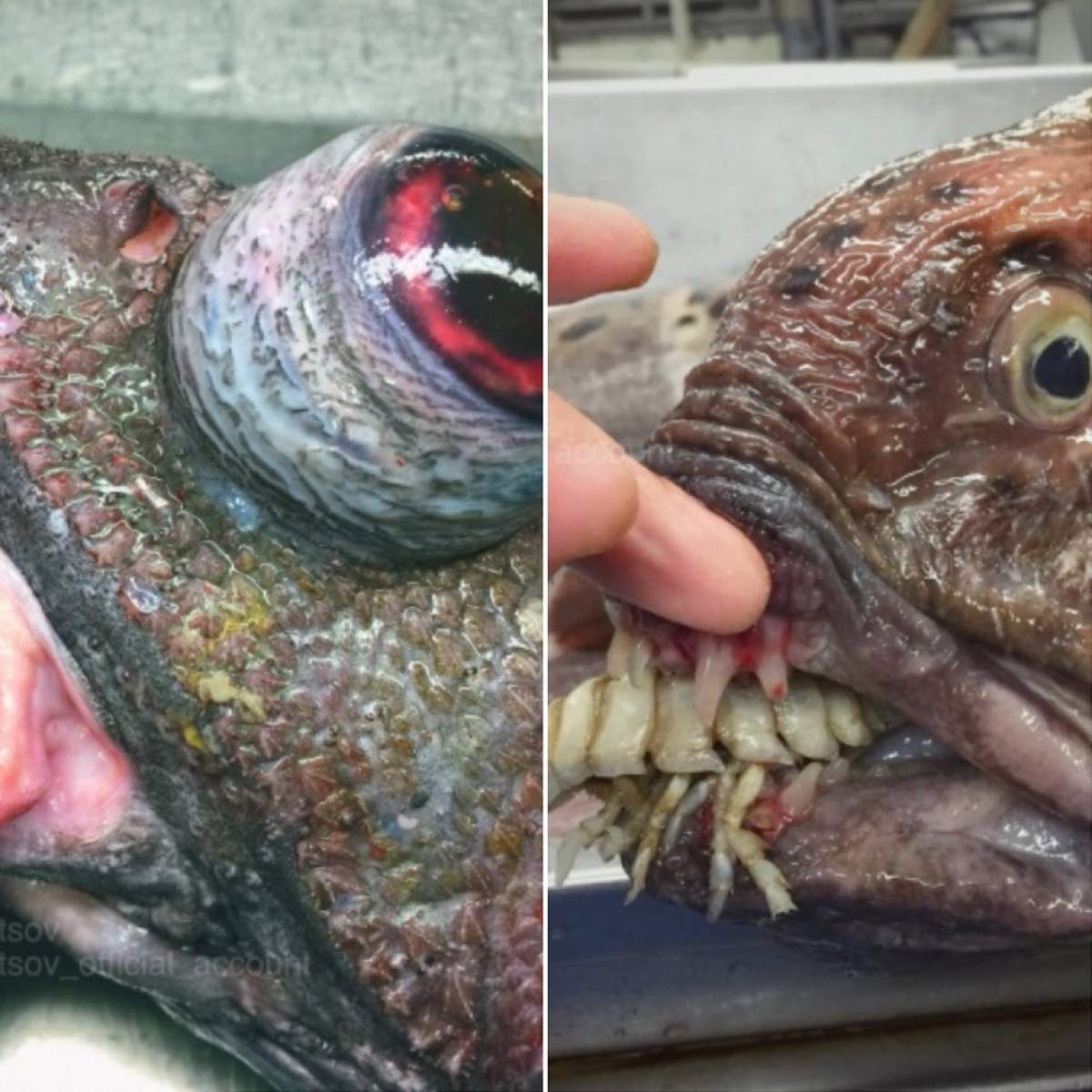 FOTO / Bestiile adâncului! Aceștia sunt "peștii mutant" ai oceanelor, care au dinți de om și piele de smoală