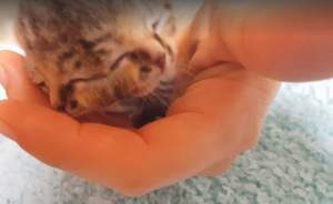 VIDEO / O pisică a dat naștere unui pui cu... două fețe! La doar 2 săptămâni, este deja vedetă online