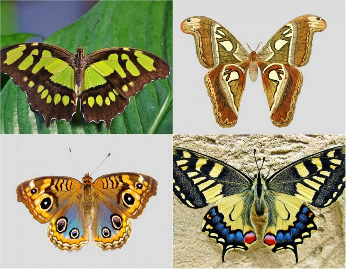 Testul fluturelui te ajută să descoperi cele mai ascunse secrete ale sufletului tău! Alege un fluture şi află misterul