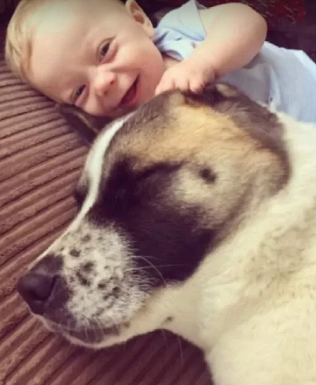 VIDEO / Pe măsură ce sarcina avansa, câinele se comportă tot mai ciudat. Fără să ştie, animalul i-a salvat viaţa