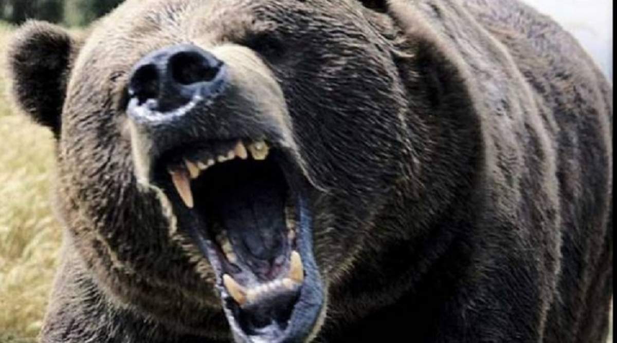 Tragedie în România! Un vânător a fost ucis de un urs!