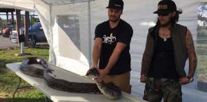 VIDEO / Cel mai lung piton din lume a fost prins. Cât măsoară șarpele monstru?