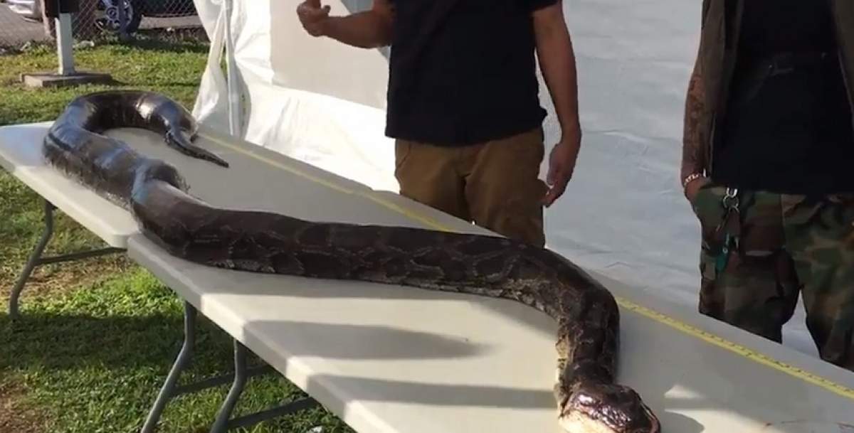 VIDEO / Cel mai lung piton din lume a fost prins. Cât măsoară șarpele monstru?
