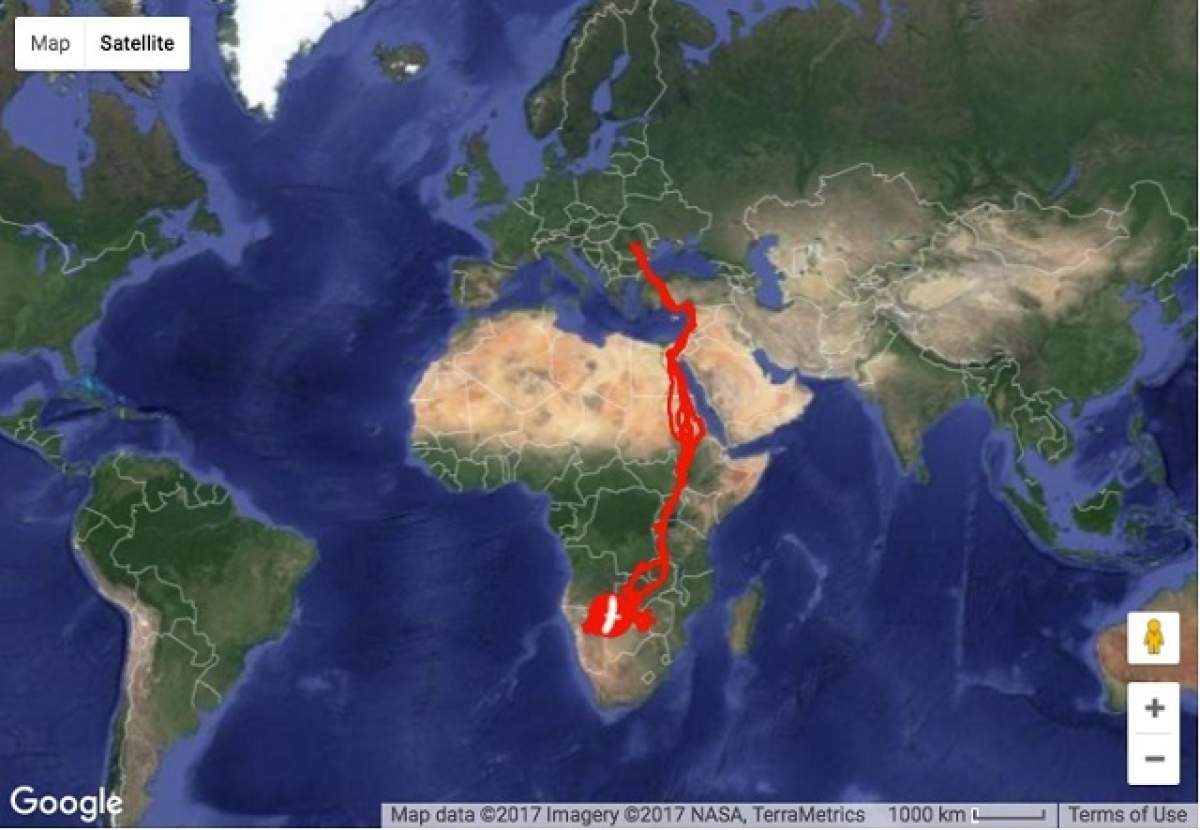 Vine primăvara! Acvila țipătoare mică monitorizată de ornitologi, Arlie, a pornit spre România