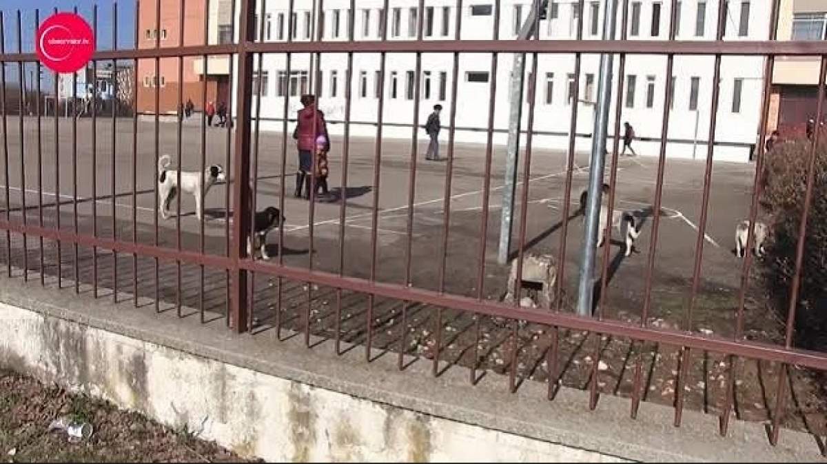 Un cartier din Constanţa este TERORIZAT de o haită de câini maidanezi. Animalele îşi fac veacul exact în curtea unei şcoli (VIDEO)