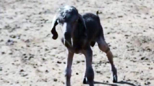 FOTO / Anomalia naturii! S-a născut animalul doi în unul: jumătate capră și jumătate oaie