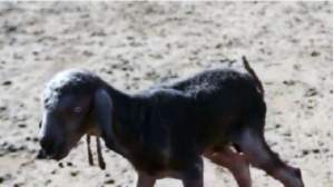 FOTO / Anomalia naturii! S-a născut animalul doi în unul: jumătate capră și jumătate oaie
