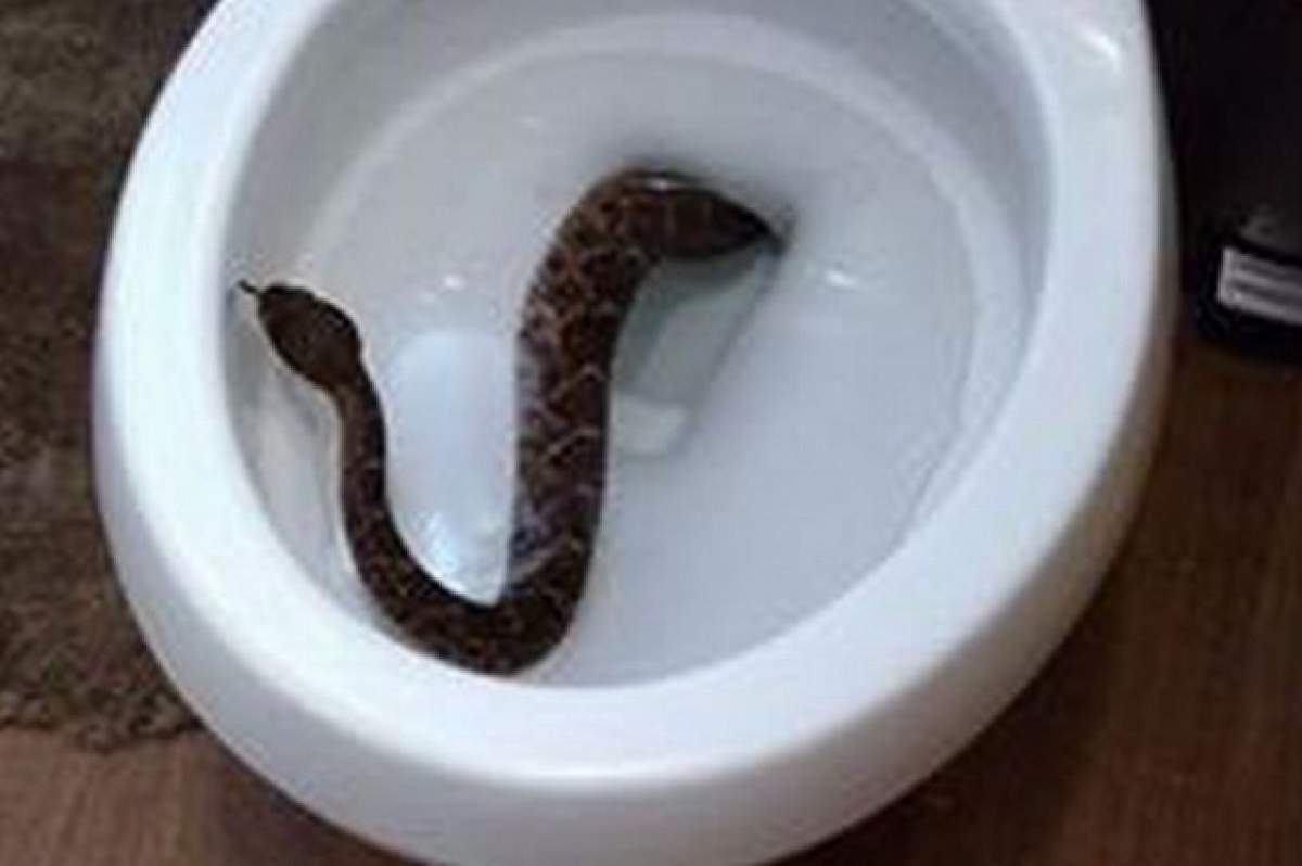 FOTO / Imagini şocante! Peste 24 de şerpi le-au invadat casa