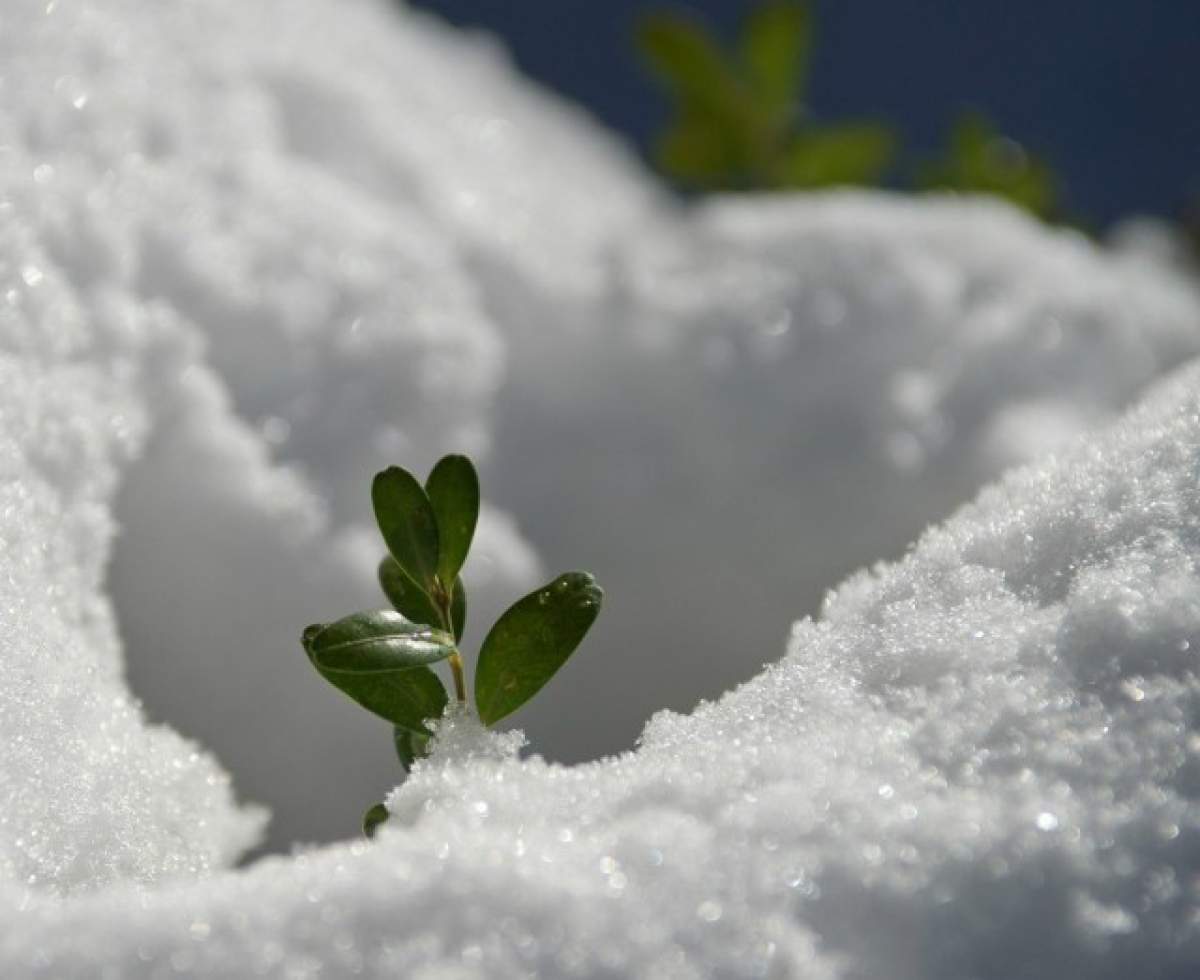 PRIMĂVARĂ la început de februarie! Ce temperaturi vor fi în weekend. Vezi unde s-ar putea să plouă