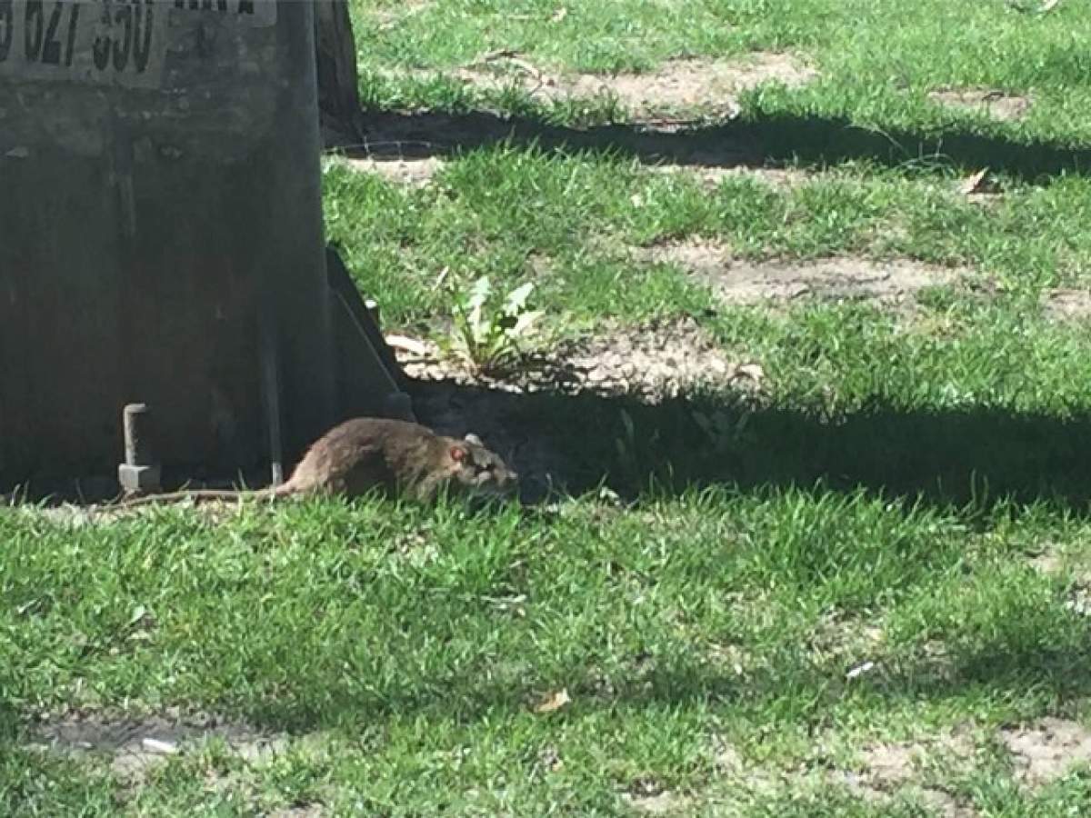 FOTO / Mare atenţie, părinţi! Şobolanii şi-au făcut din nou apariţia într-un parc din Bucureşti