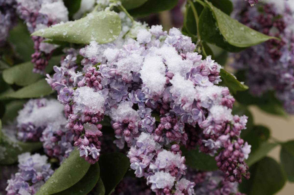 ANUNŢUL DE ULTIMĂ ORĂ al meteorologilor! Ce ne aşteaptă în lunile mai şi iunie, după ninsoarea din ultimele zile