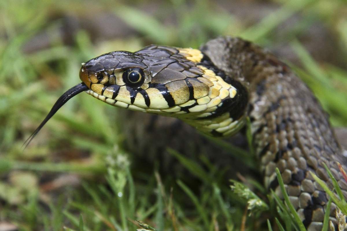 FOTO / Imaginea care a stârnit multe reacţii în mediul online! Unde e şarpele veninos?