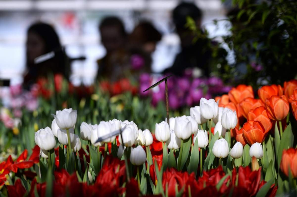 ÎNTREBAREA ZILEI: SÂMBĂTĂ: Care sunt cele mai frumoase urări de Florii pe care le poți face celor dragi?