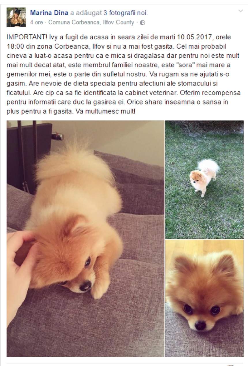 VIDEO / Adevărul din spatele dispariţiei căţeluşei Marinei Dina! Vedeta a recunoscut cu lacrimi în ochi: "De când au venit copiii..."