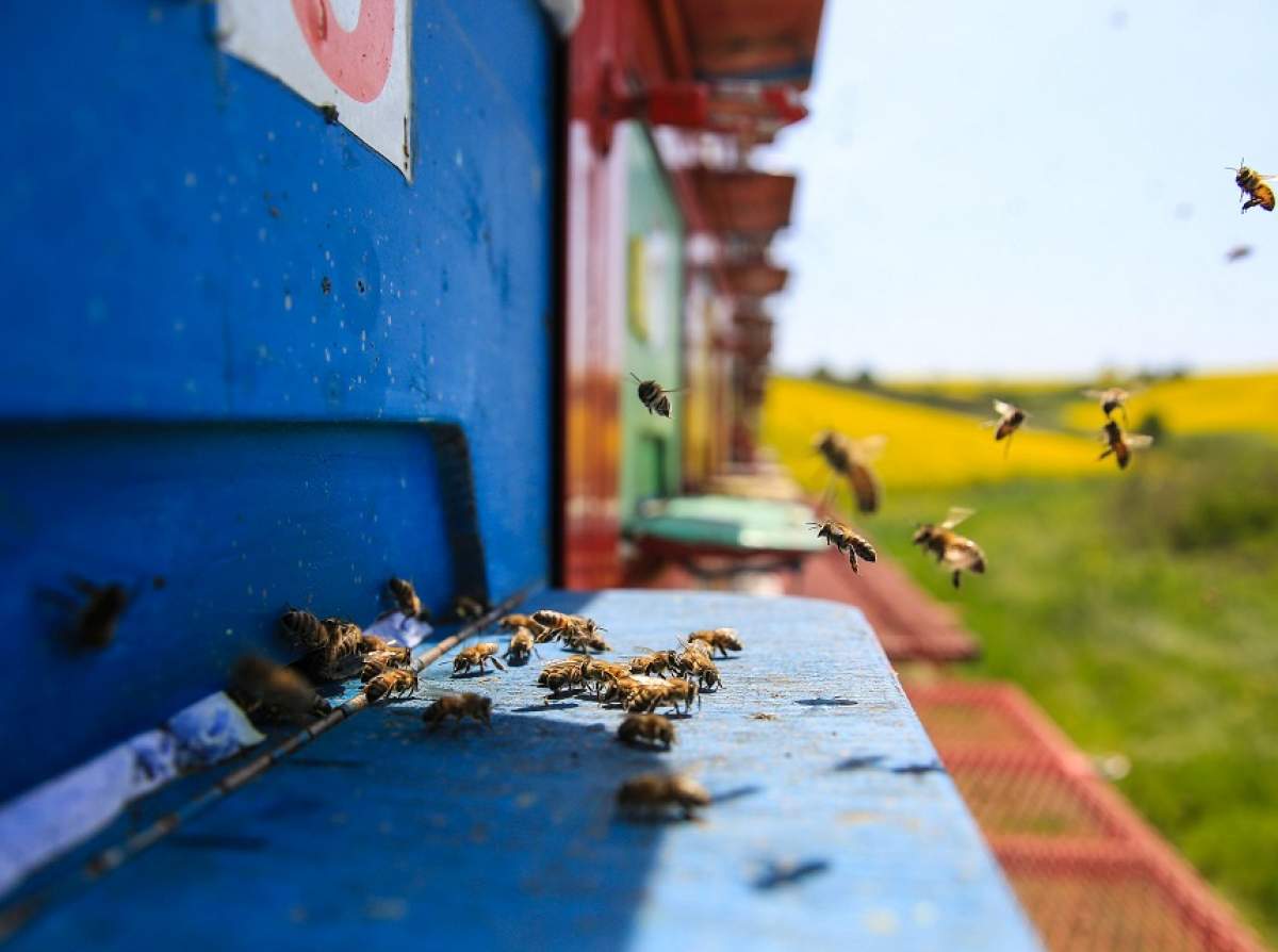 ŞOCANT! Un angajat al Grădinii Zoologice de la Bucov a murit după ce a fost înţepat de o viespe