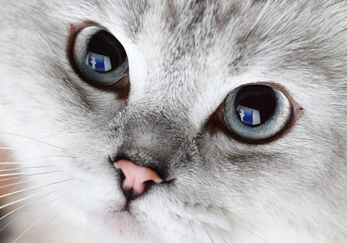 Povești penibile din timpul sexului: ”Pisica a simțit nevoia să-i atace bijuteriile”