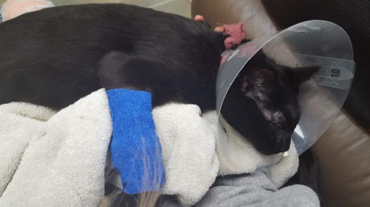 ULUITOR! Ce a găsit un medic veterinar în stomacul unei PISICI! Stăpâna patrupedei a fost ŞOCATĂ când aflat