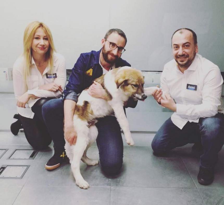 Ţi-aminteşti de Pascal, câinele acoperit cu lipici şi lăsat să moară? E complet transformat la 1 an de la incident!