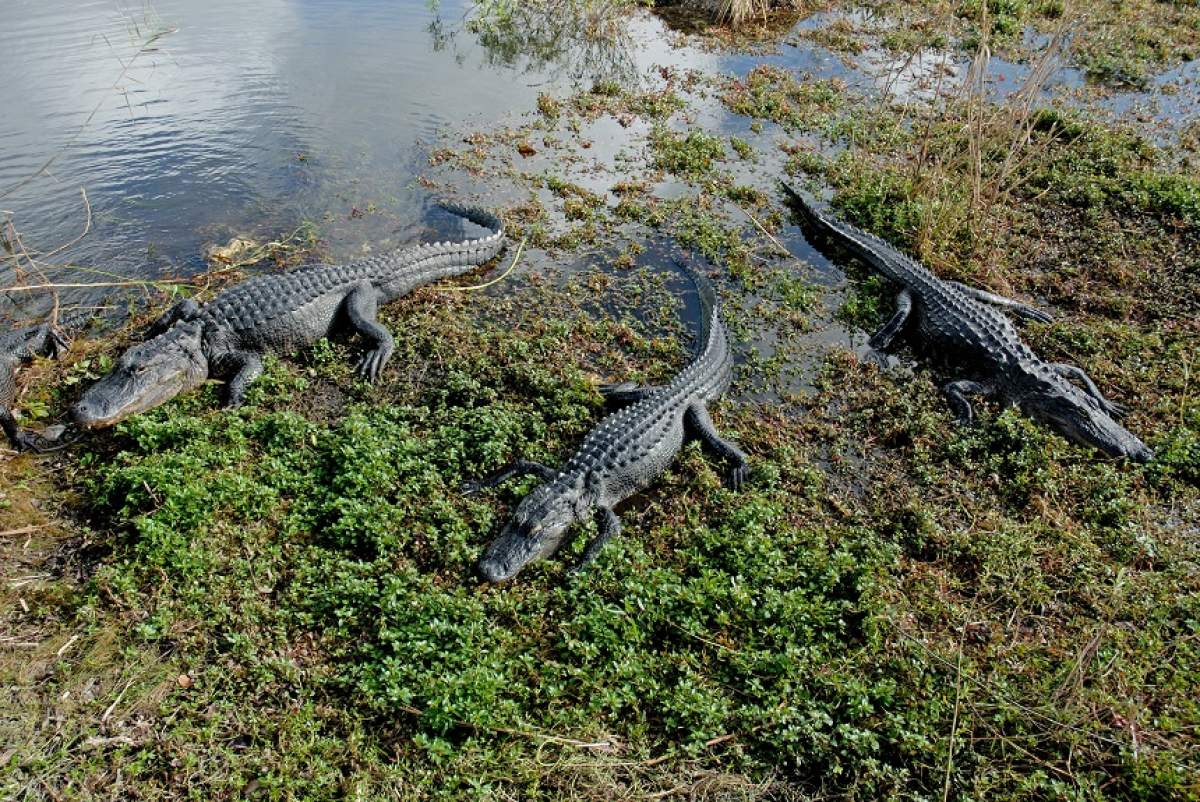 CAZ ŞOCANT! O fetiță a scăpat din fălcile unui aligator ca printr-o minune