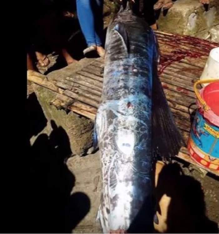VIDEO / Un pește plin de tatuaje a fost prins! Ciudațenia care a șocat pe toată lumea