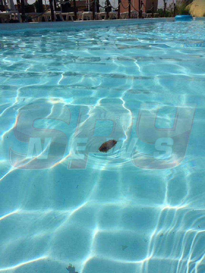 FOTO / Imagini revoltătoare dintr-un parc acvatic de lângă Bucureşti! Un şobolan înota de voie în piscină
