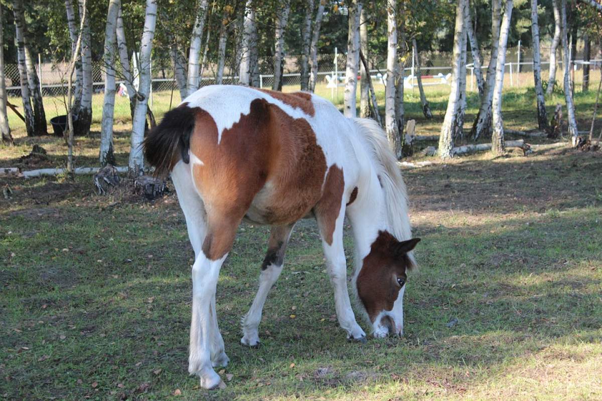 Un bărbat a făcut SEX cu un ponei! Ce s-a întâmplat cu zoofilul după fapta macabră