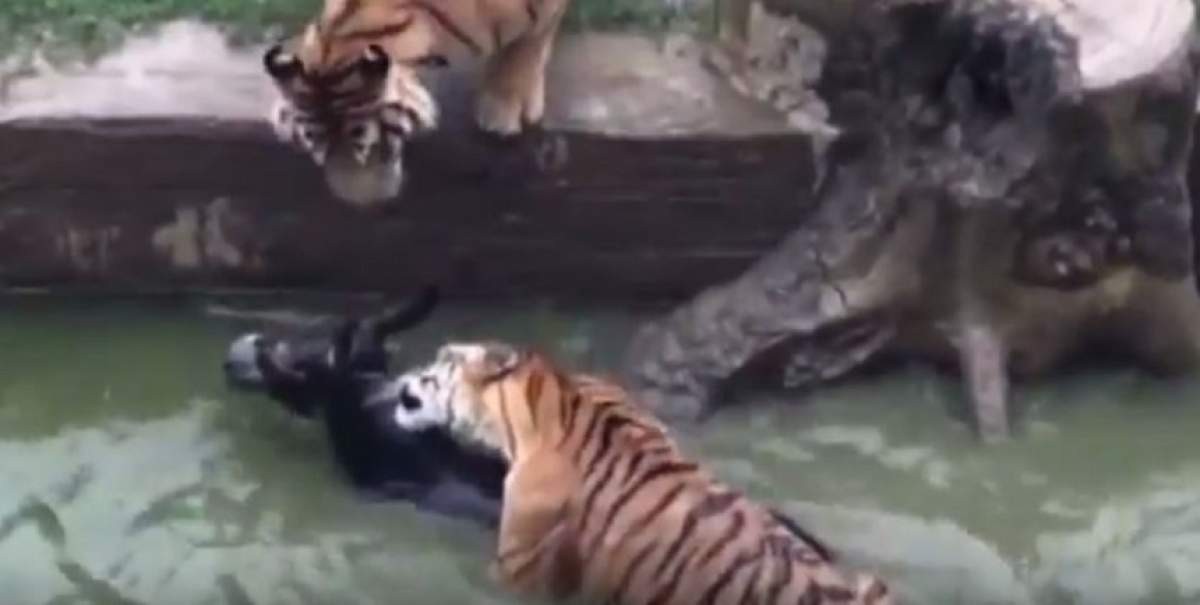 VIDEO / Scene MACABRE la grădina zoologică în fața copiilor! Un măgar a fost mâncat de viu de tigrii