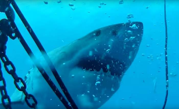 VIDEO / Scene TERIFIANTE au fost filmate! Un rechin a SFÂȘIAT un scafandru