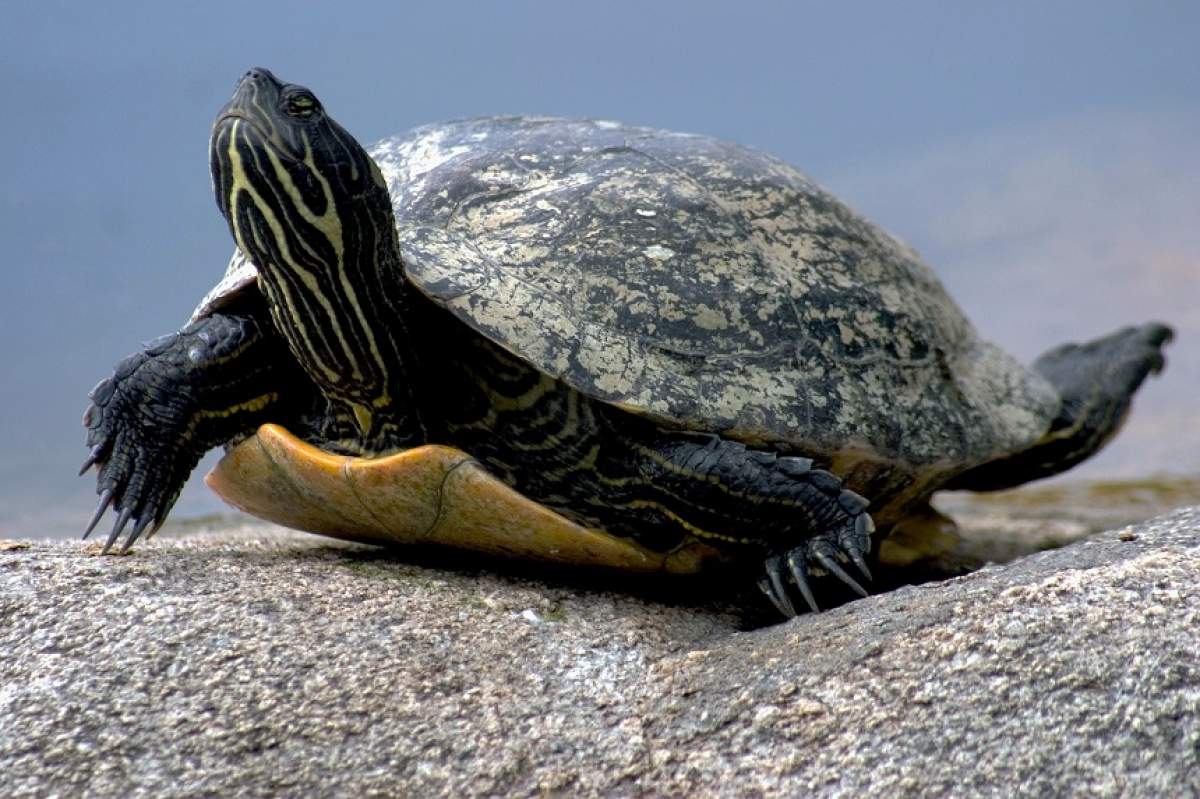 FOTO / Incredibil! De ce oamenii de știință folosesc jucăriile sexuale pe broaștele țestoase