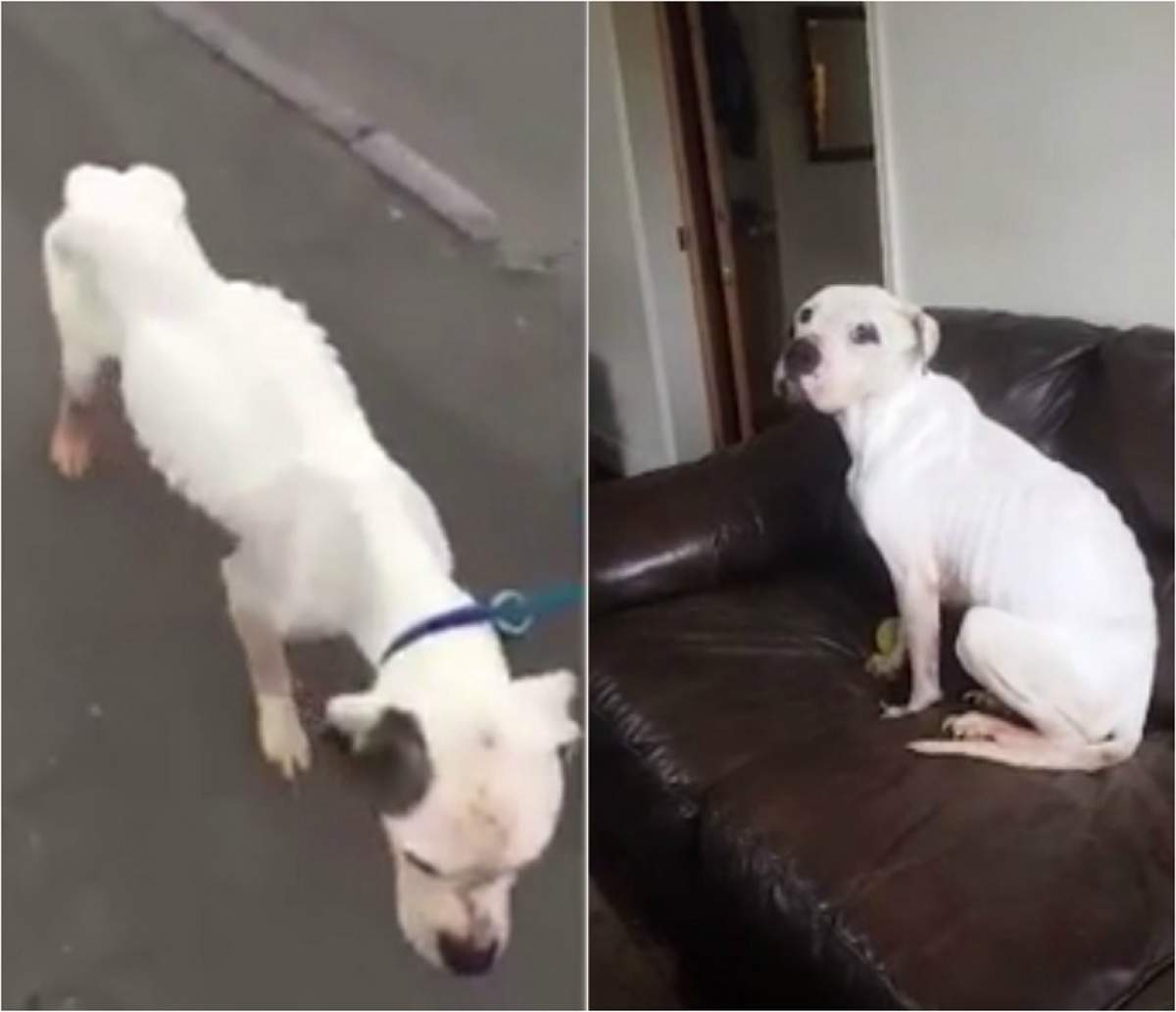 VIDEO / Şi-a abandonat animalele în casă şi nu a mai privit înapoi. Imagini şocante, după trei săptămâni fără apă şi hrană