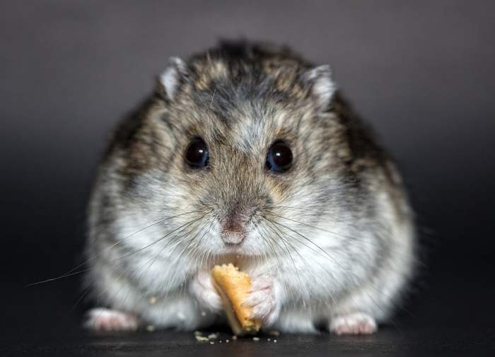 Hamsterul unei fetițe nu mai mișca de trei zile! Ce a descoperit în interiorul rozătoarei