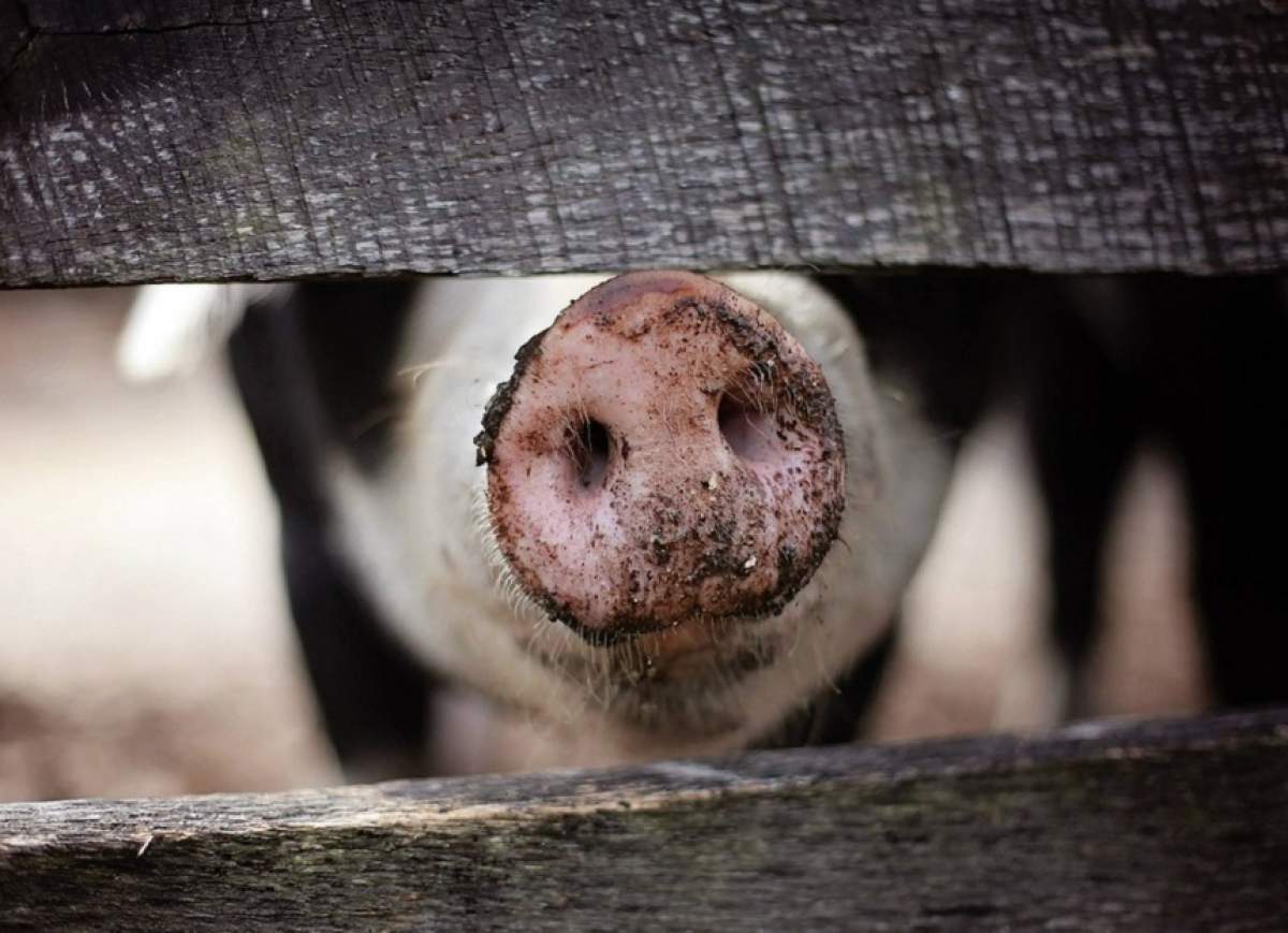 ULTIMĂ ORĂ! Primul focar de pestă porcină africană a fost confirmat în România