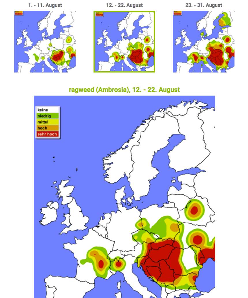 Strănuți frecvent, ai mâncărimi la nivelul nasului și al ochiilor? August, luna problemelor cauzate de cea mai alergenică plantă din România!