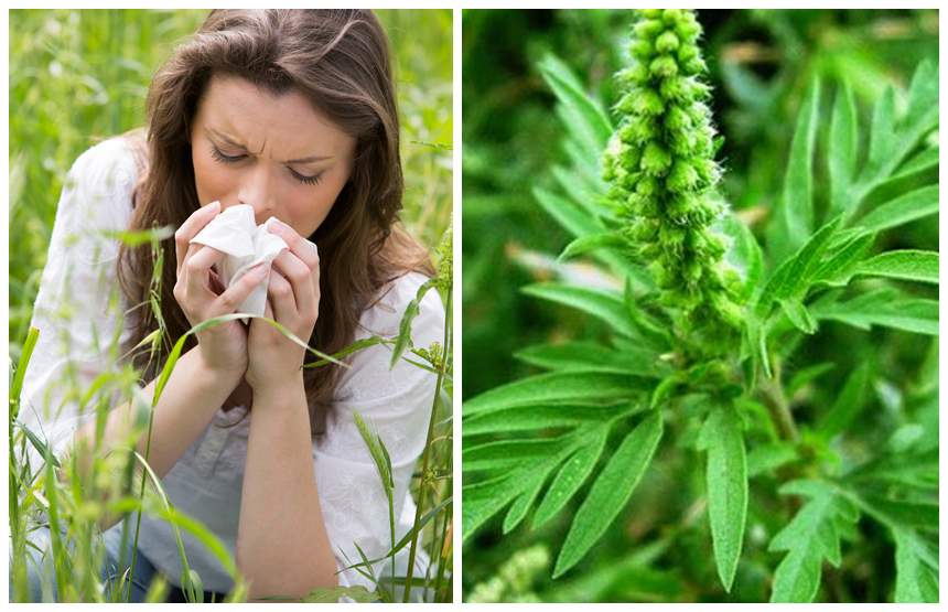 Strănuți frecvent, ai mâncărimi la nivelul nasului și al ochiilor? August, luna problemelor cauzate de cea mai alergenică plantă din România!