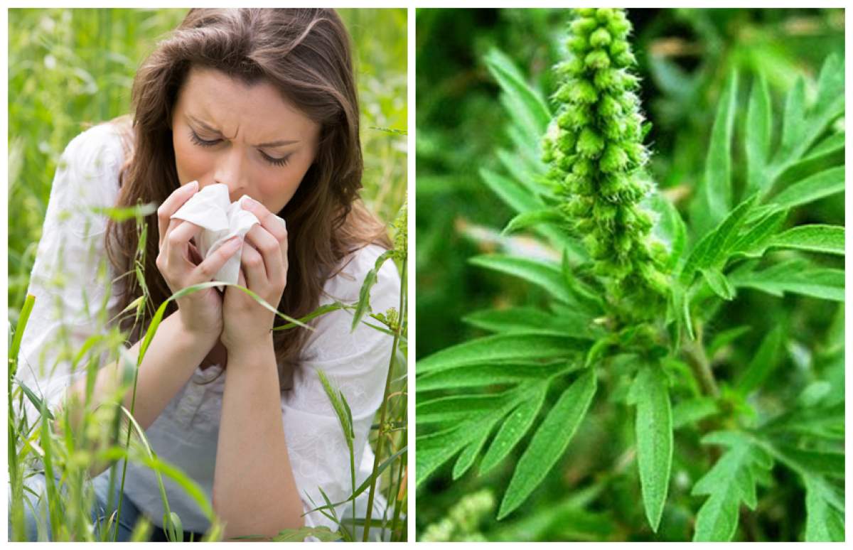Strănuți frecvent, ai mâncărimi la nivelul nasului și al ochiilor? August, luna problemelor cauzate de cea mai alergenică plantă din România!