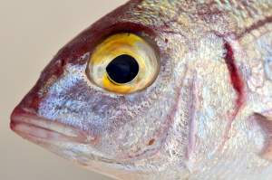 9 tipuri de peşti care trebuie evitaţi în alimentaţie. Iată motivele pentru care ar trebui să fii îngrijorat