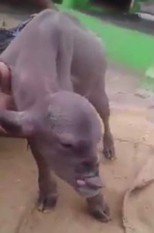 VIDEO / O capră mutant a băgat un întreg sat în sperieți! Animalul are chipul unui om