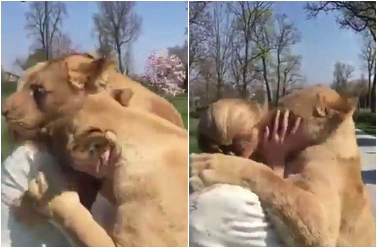 VIDEO / Reacția uimitoare a unor lei când au văzut-o după 7 ani pe femeia care i-a hrănit când erau pui!