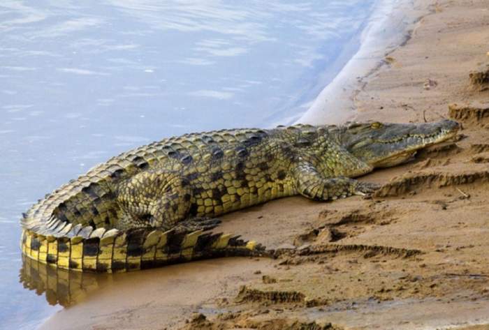 Apariţie înfricoşătoare pe plajă! Un crocodil de trei metri a creat panică într-o staţiune turistică