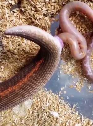 VIDEO / Ai văzut cum naşte un şarpe? Imaginile au devenit imediat virale