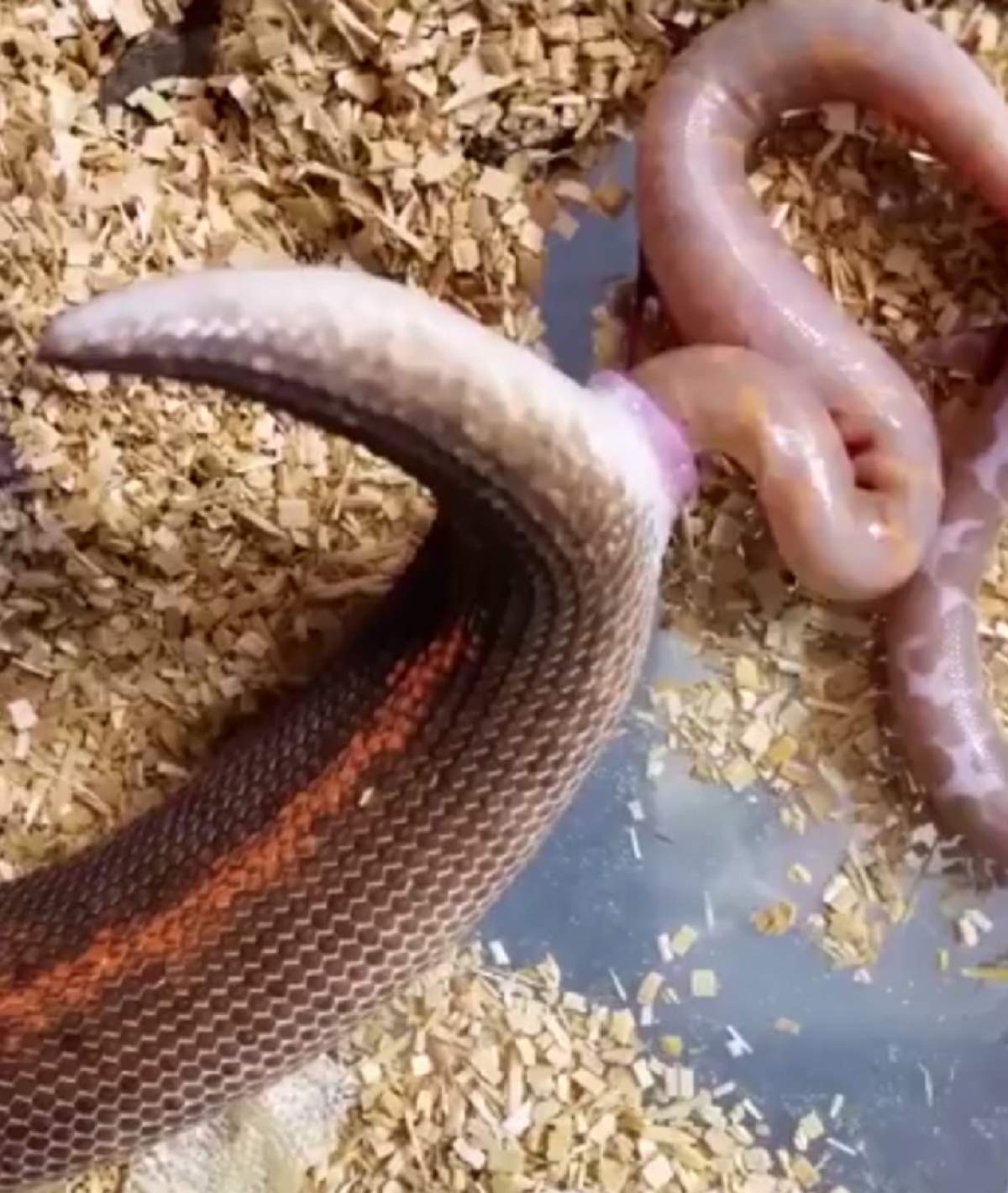 VIDEO / Ai văzut cum naşte un şarpe? Imaginile au devenit imediat virale