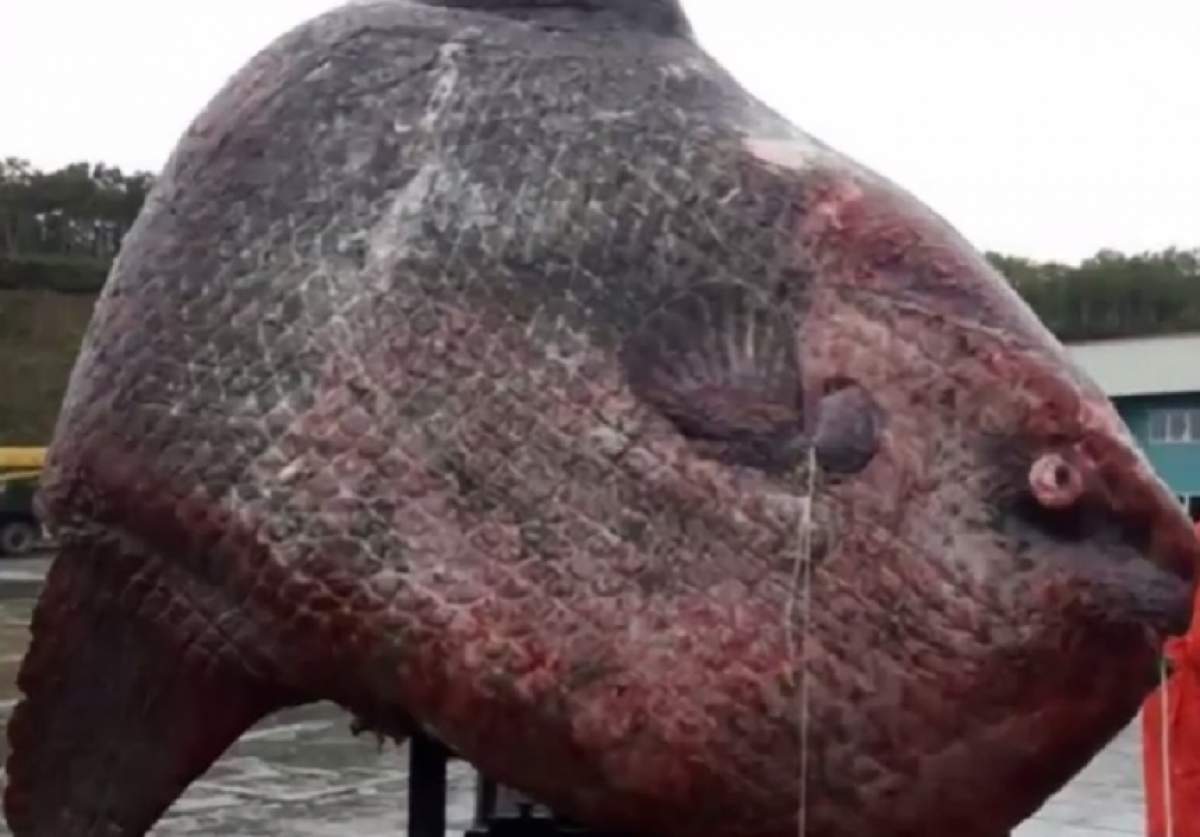 VIDEO / Anomalii din adâncuri! Acesta este peştele-mutant care a îngrozit o populaţie întreagă