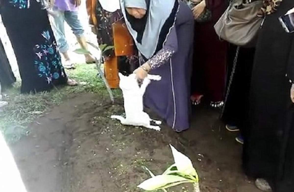 VIDEO / Fenomen bizar la înmormântare! A apărut o pisică de nicăieri, iar ce a urmat nu s-a mai văzut până acum