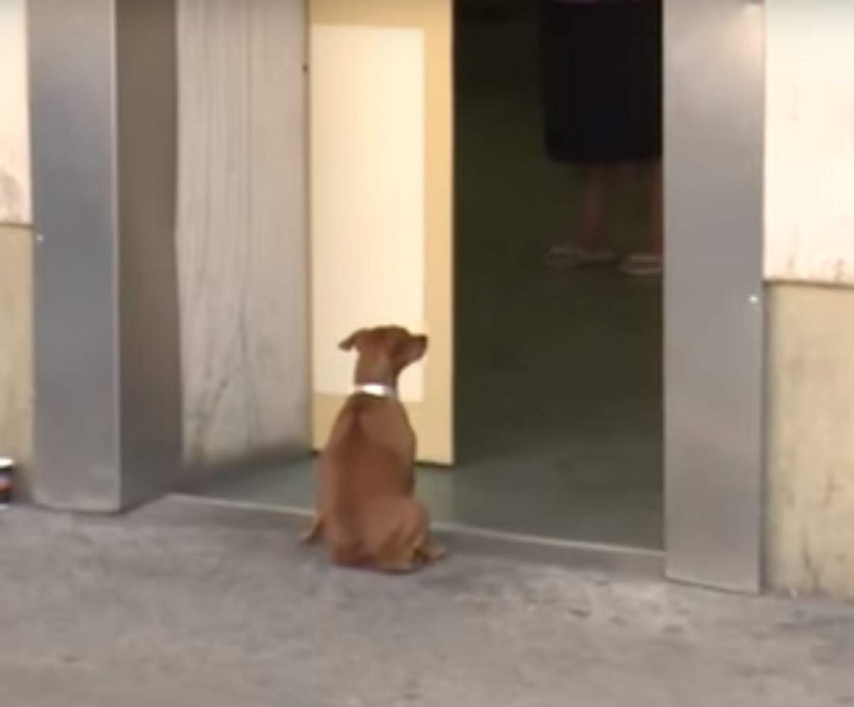 VIDEO / Prietenie adevărată! O căţeluşă şi-a aşteptat ore în şir stăpânul în faţa Spitalului "Sfântul Spiridon" din Iaşi